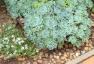Cabbage Treesustainable-landscaping-11.jpg; ?>