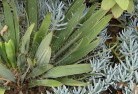 Cabbage Treesustainable-landscaping-5.jpg; ?>